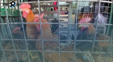 أسعار الدواجن اليوم في أسواق الإسكندرية: الفراخ والبط بأحدث الأسعار